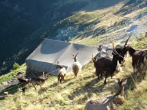Capre al <em>calécc</em> per la mungitura