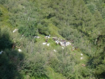 Capre al pascolo nella boscaglia di Ontano verde