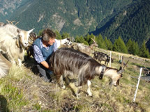 Mungitura in alpeggio (Milio)