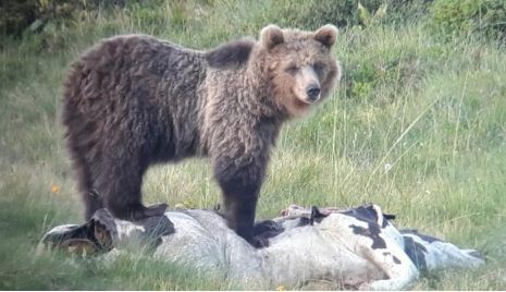 Lo spray anti orso andrebbe utilizzato, ma in Italia è vietato. La Pat ne  chiede la