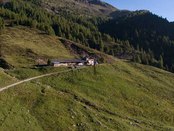 cagnon5 Orso in Trentino, SI o NO? Partecipa al Sondaggio