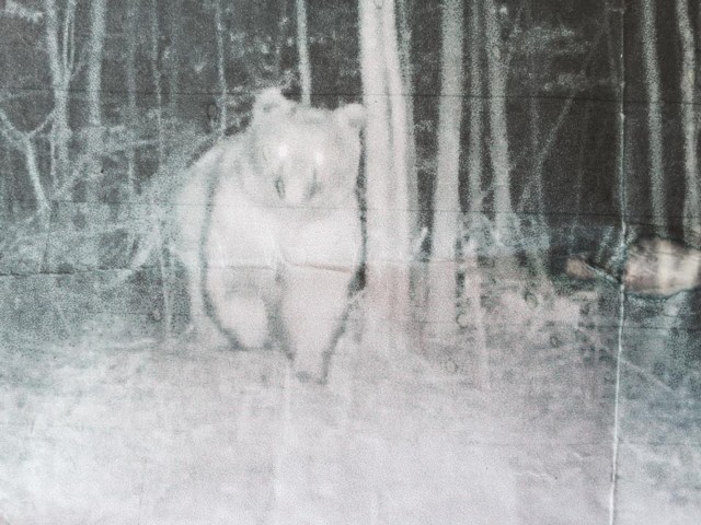 fototrappola Orso in Trentino, SI o NO? Partecipa al Sondaggio